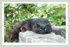 1 postcard cat "Her Majesty"