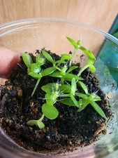 Dragon Fruit Seedlings Pitaya