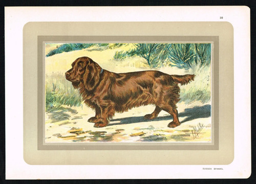 Sussex spaniel antique - –, dog