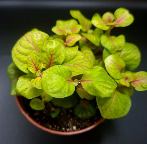 Fittonia bubble green nerve - fittonia,