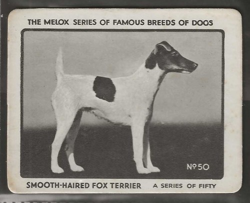 Melox famous breeds dog - melox-famous, of