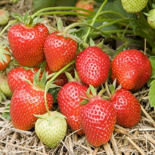 Strawberry symphony bare - strawberry,