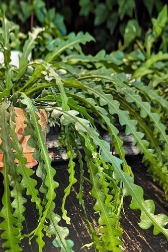 Fishbone cactus epiphyllum - fishbone,