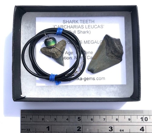 Genuine fossil bull shark - genuine,