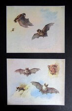 ARCHIBALD THORBURN  TWO
