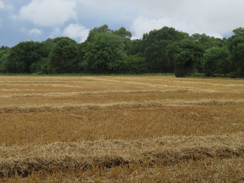 Photo 6x4 copse ground - photo,