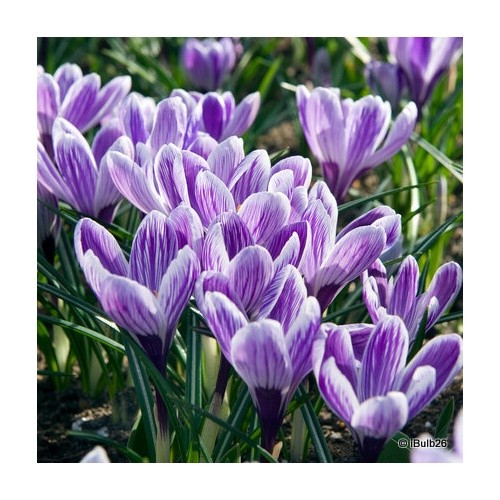 Crocus - (large, flowering)