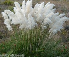 Cortaderia Pampas Grass White Feather hardy perennial 50 FRESH SEEDS