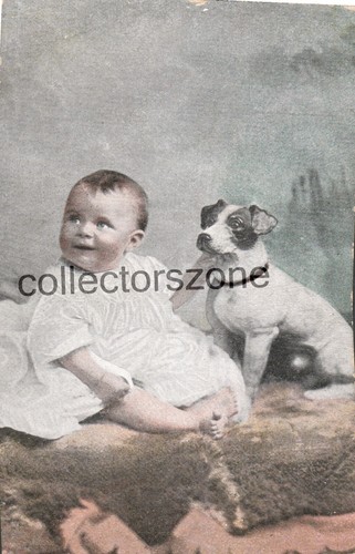 Jack russell terrier - jack,