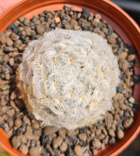 Mammillaria plumosa - mammillaria,