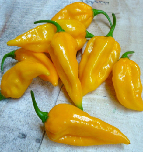 Vegetable hot chilli pepper - hot,