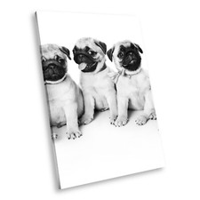 A331 Pug Pups Dogs Black White Animal Portrait Canvas Picture Print Wall Art