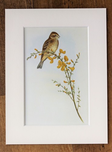 John gould 1970s - john,