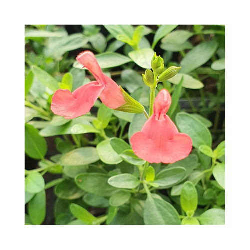 Salvia apricot spring - ,