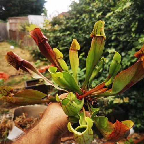 Sarracenia purpurea ssp - purpurea,