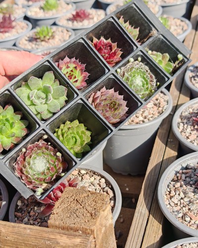 Bare rooted sempervivum - bare,