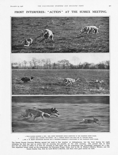 Coursing the sussex county - sussex,