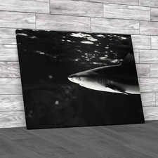 Tropical Sea Fish Lone Shark