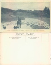 Sheep droving scene New