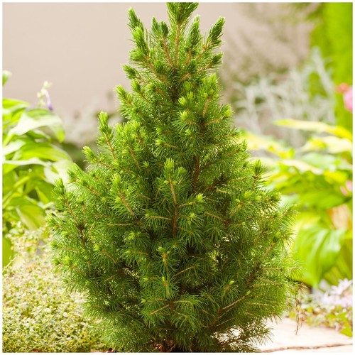 Dwarf conifer picea glauca - dwarf,