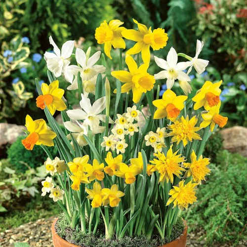 Daffodil bulbs spring - bulbs,