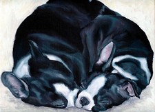 BOSTON TERRIER Sleeping