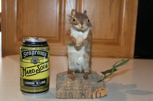 Vtg taxidermy pine red - pine,