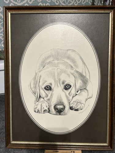 Stunning labrador framed print - stunning,