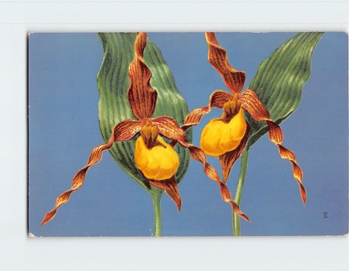 Yellow ladys slipper - ladys,