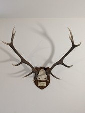 Impressive Red Deer 'Royal'