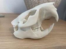 Replica Beaver Skull