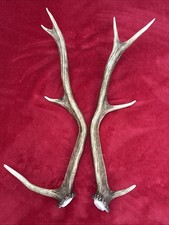 PAIR OF RED DEER ANTLERS 463g