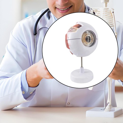 Eye anatomy model enlarged - eye,