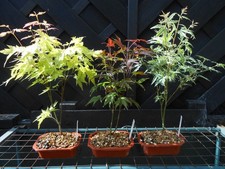 ( 2 )  3 STARTER  BONSAI
