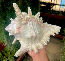 Large White Murex Ramosus