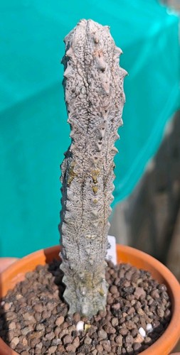 Euphorbia abdelkuri - abdelkuri,
