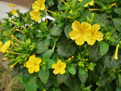 Yellow jasmine seeds - 40,