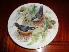 The Corsican Nuthatch