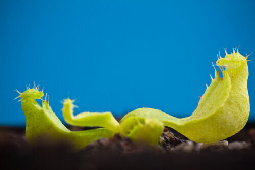 Nepenthes mini maxima - nepenthes,