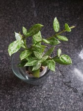 Hoya Lacunosa Mini Splash