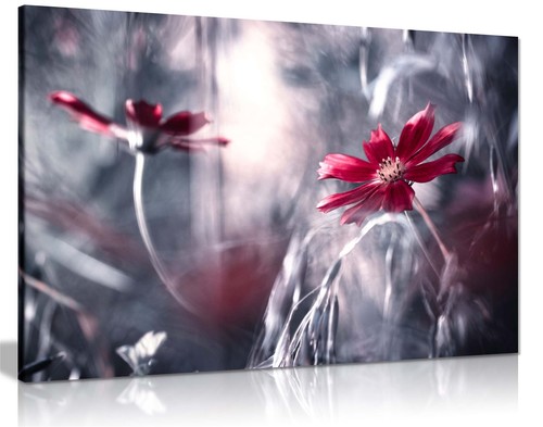 Red daisy flower reflection - flower,