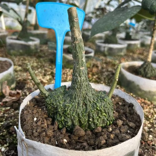 Rare live house - plant, adenia