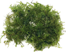 20 Grams Christmas Moss