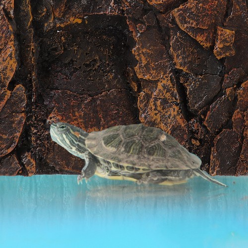 Reptile background for - reptile,