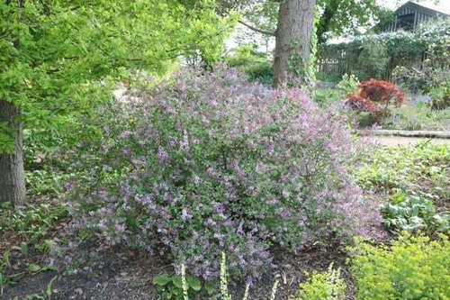 Syringa meyeri palibin - syringa, korean