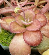 Pinguicula Agnata El Lobo 