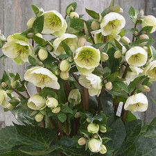 Helleborus Frostkiss Moondance - Ornamental Perennial - Outdoor Plant in Pot