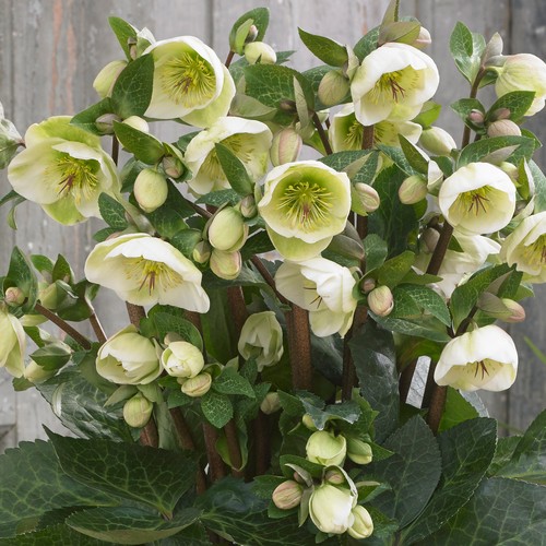Helleborus frostkiss moondance - frostkiss,