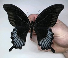 Papilio Ascalaphus A- Set
