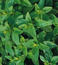 Spearmint Seeds 200 Fresh Garden Herb Seeds Mint Plant UK Indoor Outdoor Hardy